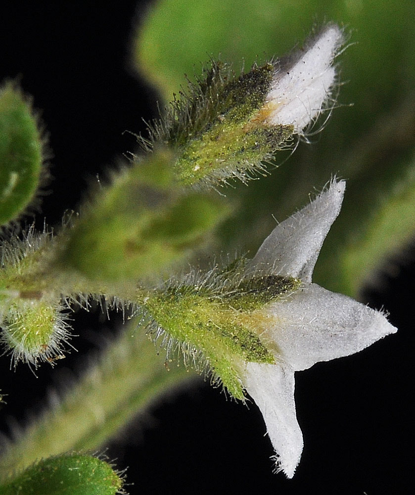 Flora of Eastern Washington Image: Solanum physalifolium