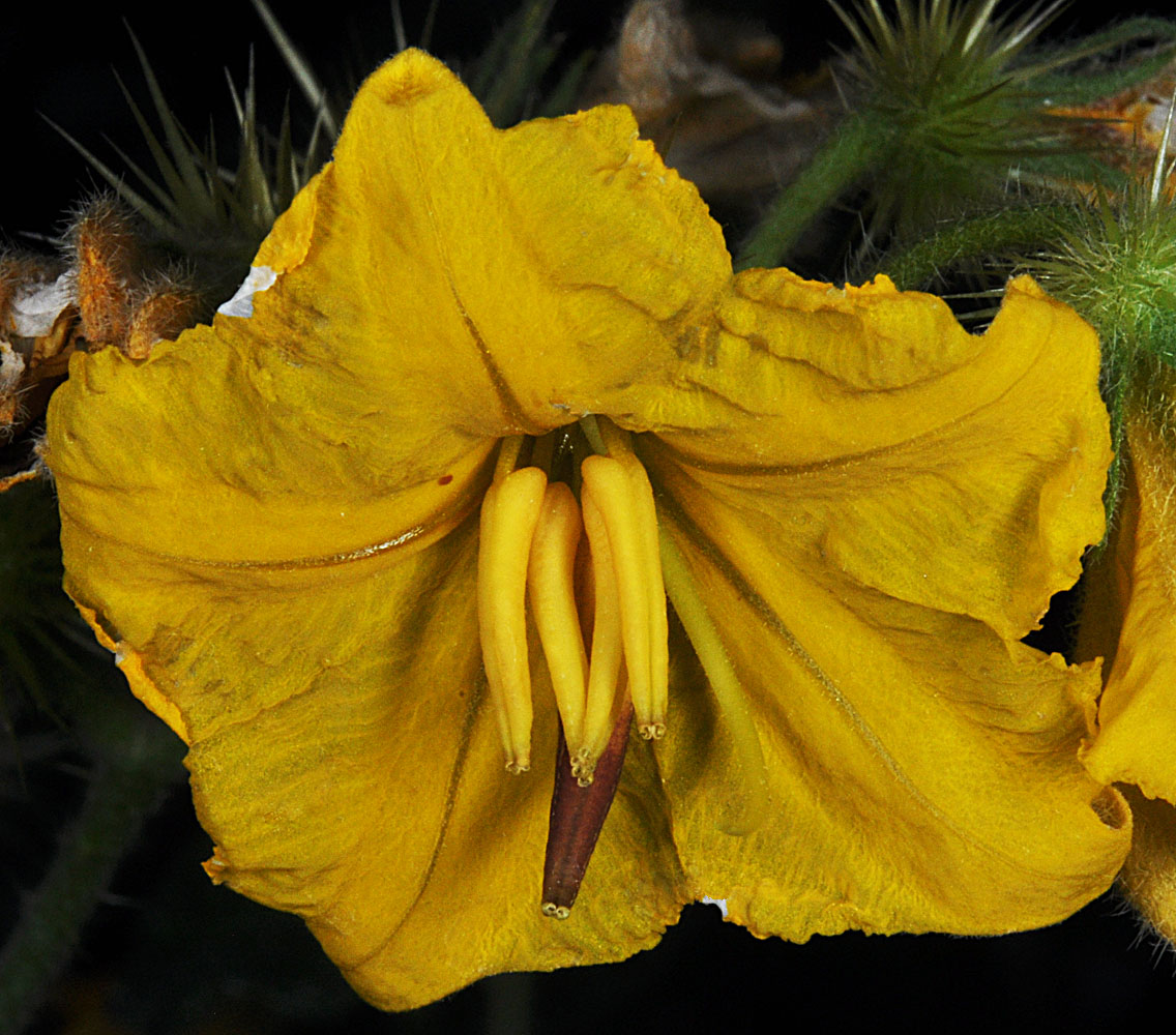 Flora of Eastern Washington Image: Solanum rostratum