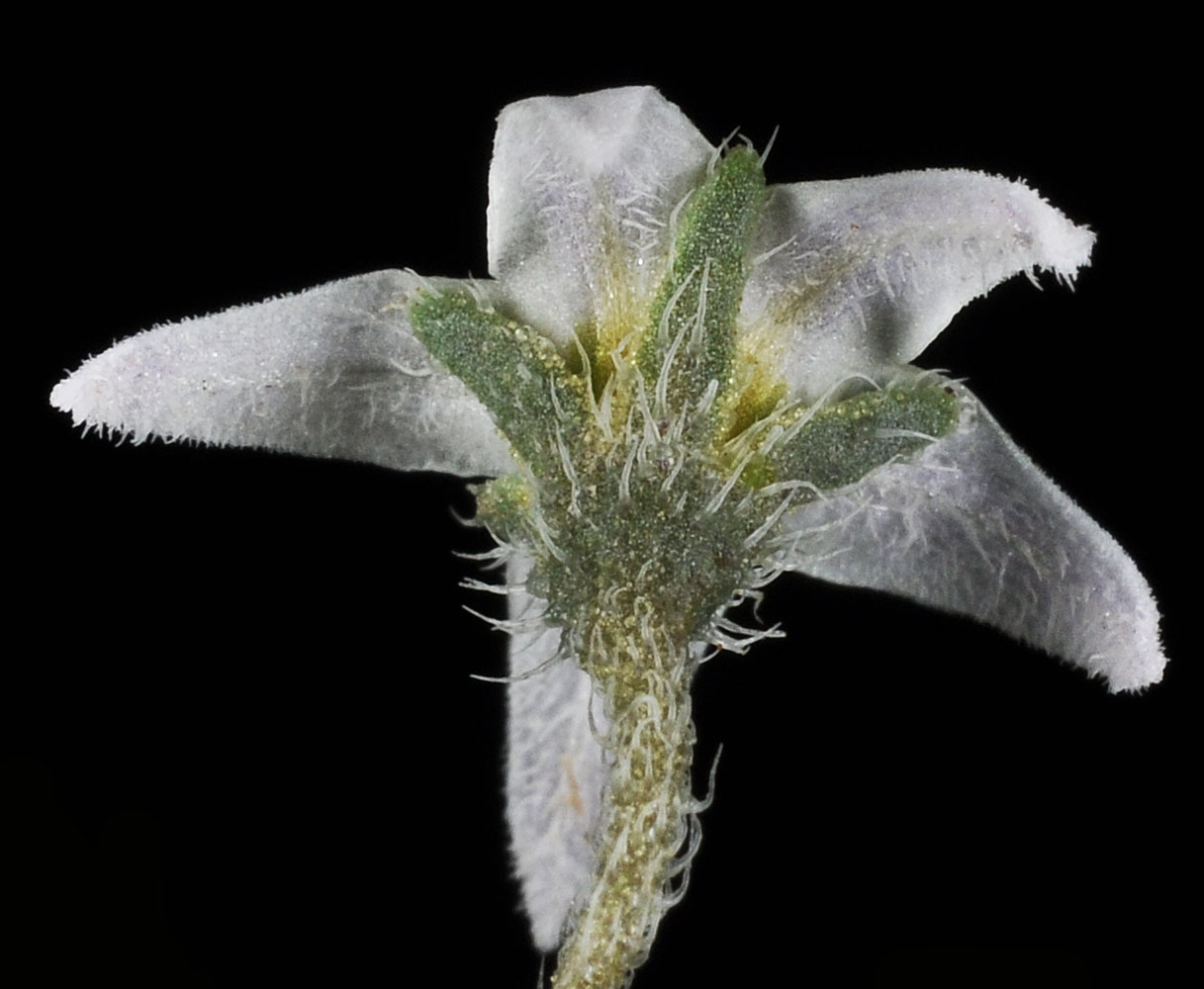 Flora of Eastern Washington Image: Solanum triflorum