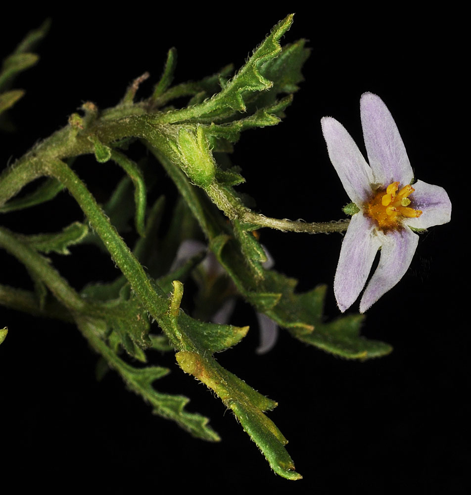 Flora of Eastern Washington Image: Solanum triflorum