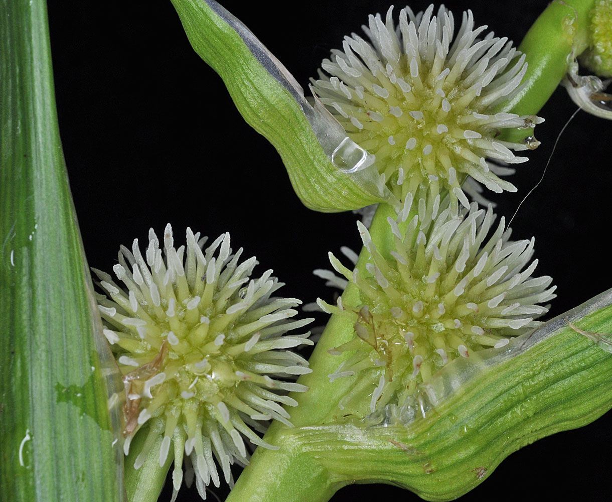 Flora of Eastern Washington Image: Sparganium emersum