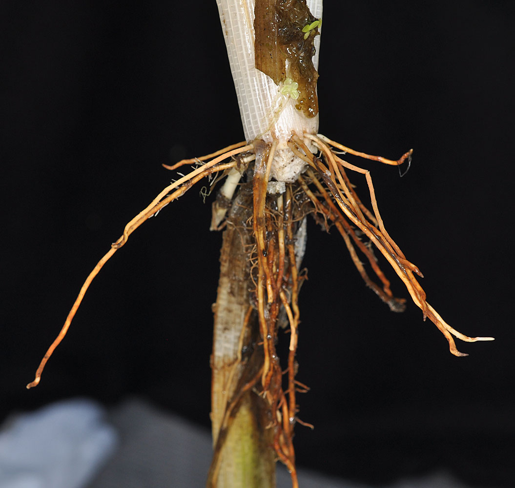 Flora of Eastern Washington Image: Sparganium emersum