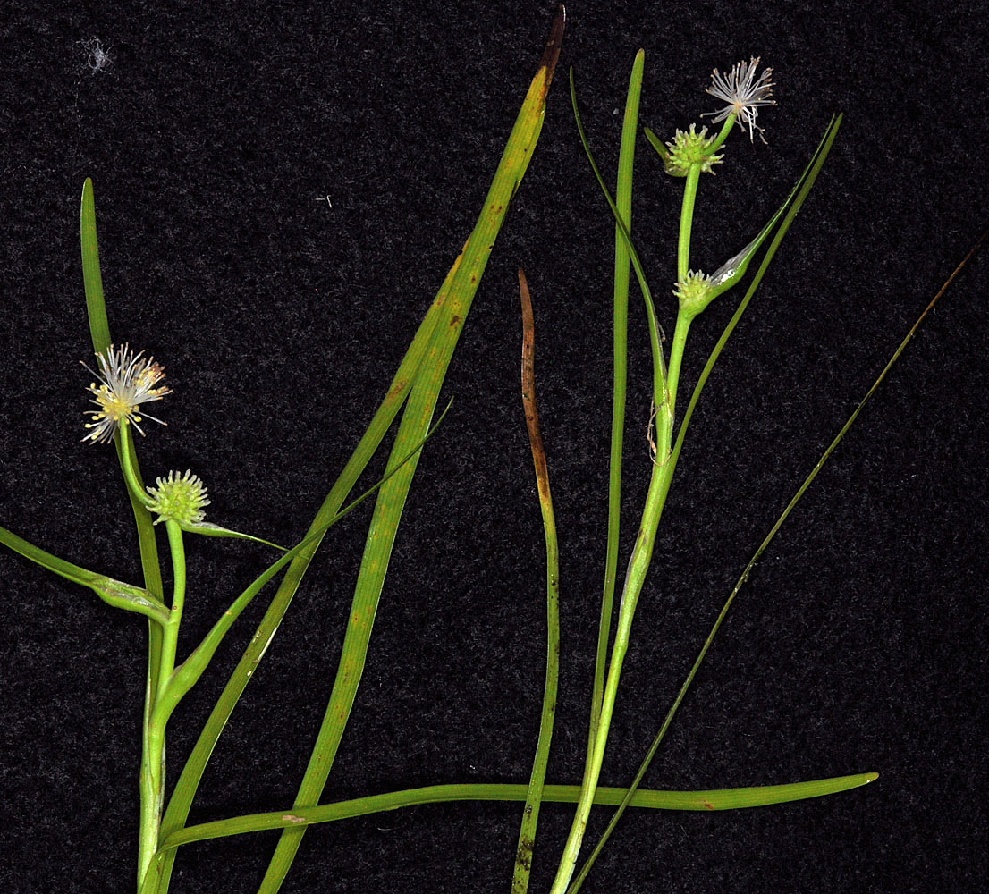 Flora of Eastern Washington Image: Sparganium natans
