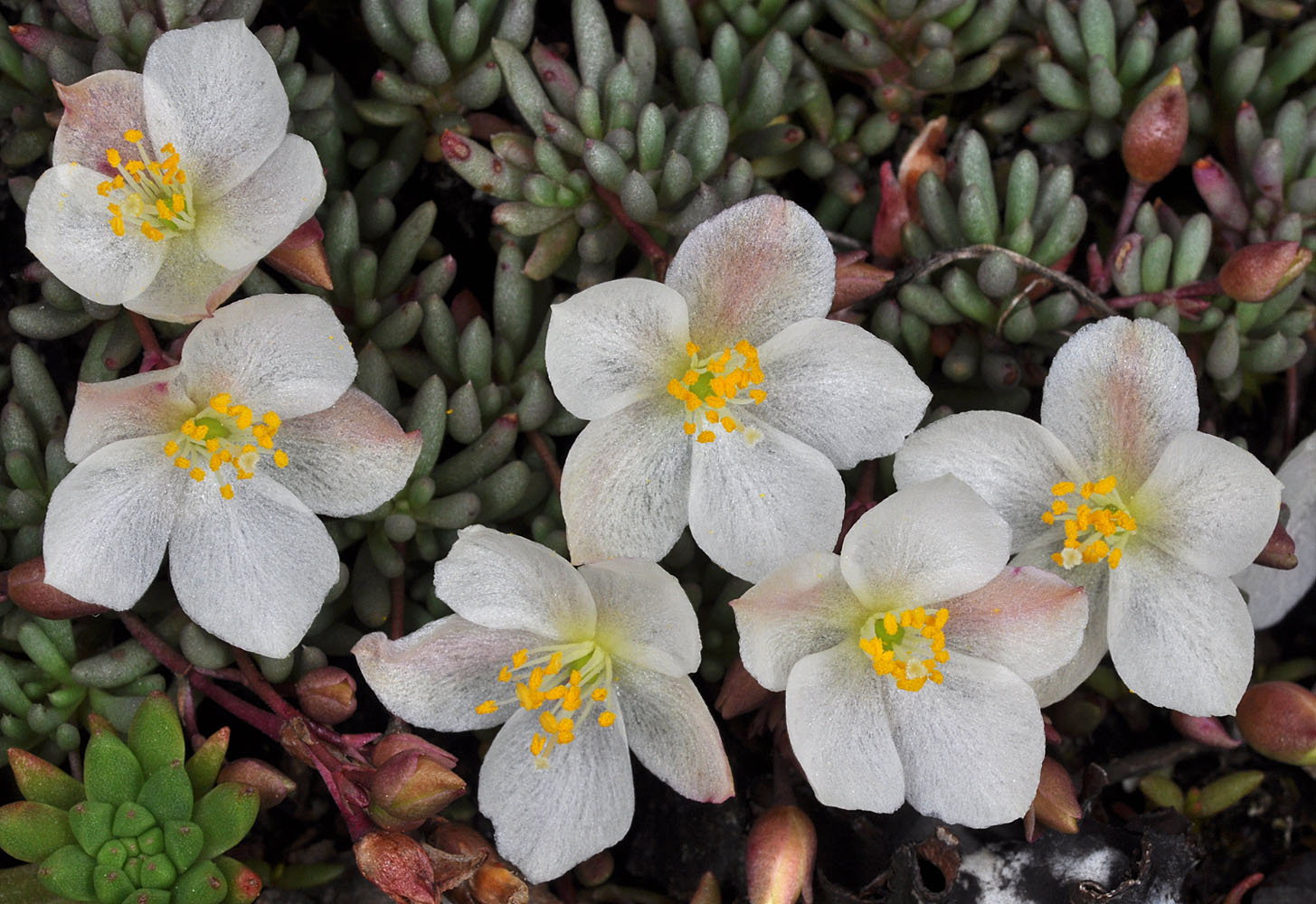 Flora of Eastern Washington Image: Phemeranthus sediformis