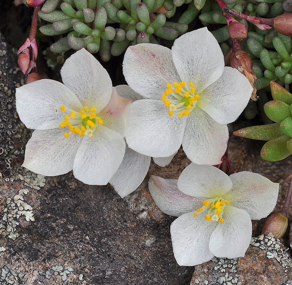 Flora of Eastern Washington Image: Phemeranthus sediformis