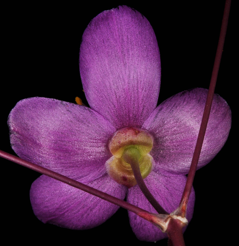 Flora of Eastern Washington Image: Phemeranthus spinescens