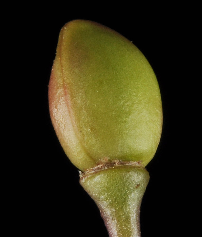 Flora of Eastern Washington Image: Phemeranthus spinescens