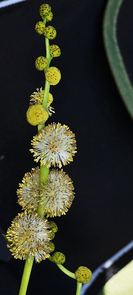 Flora of Eastern Washington Image: Sparganium eurycarpum
