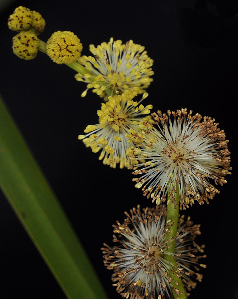 Flora of Eastern Washington Image: Sparganium eurycarpum
