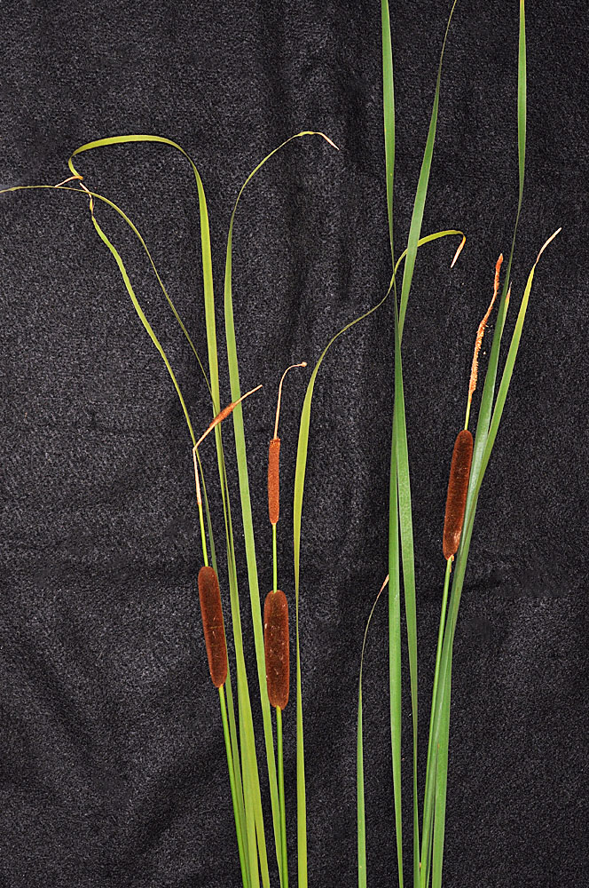 Flora of Eastern Washington Image: Typha angustifolia
