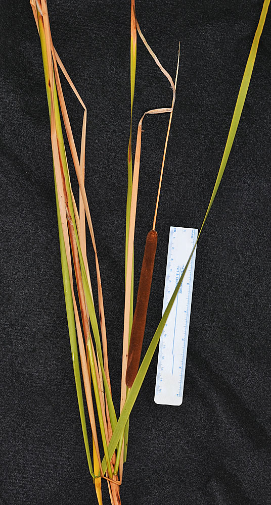 Flora of Eastern Washington Image: Typha domingensis Hybrid