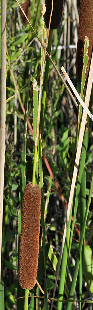 Flora of Eastern Washington Image: Typha domingensis