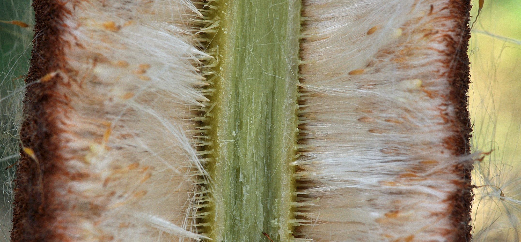 Flora of Eastern Washington Image: Typha latifolia