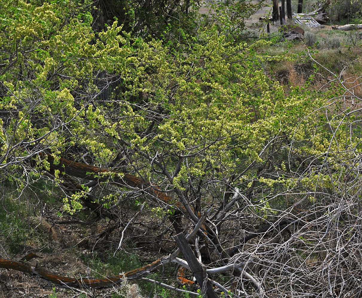 Flora of Eastern Washington Image: Ulmus pumila