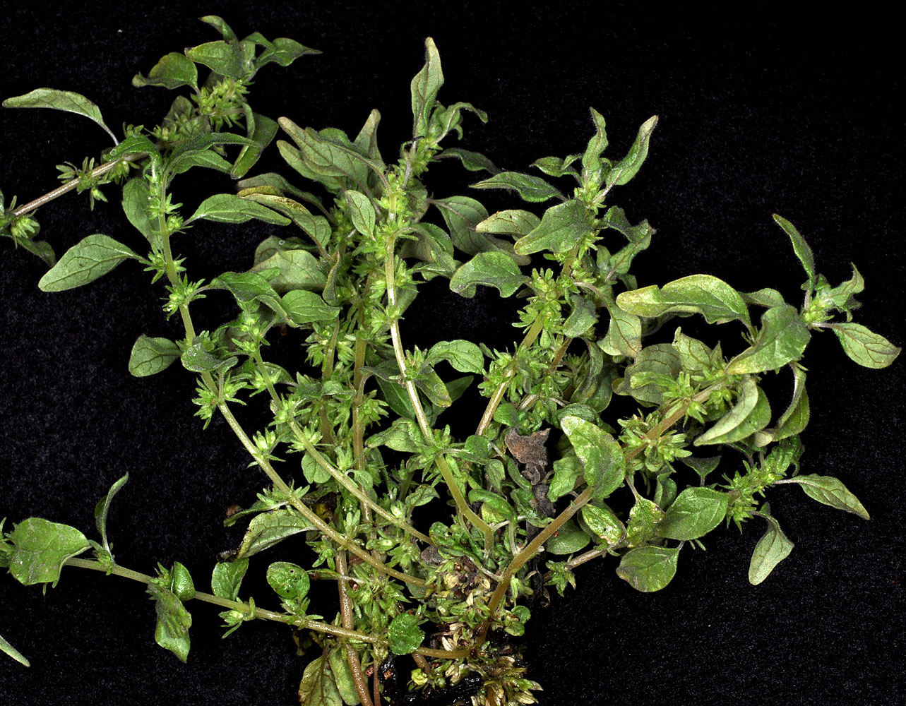 Flora of Eastern Washington Image: Parietaria pensylvanica