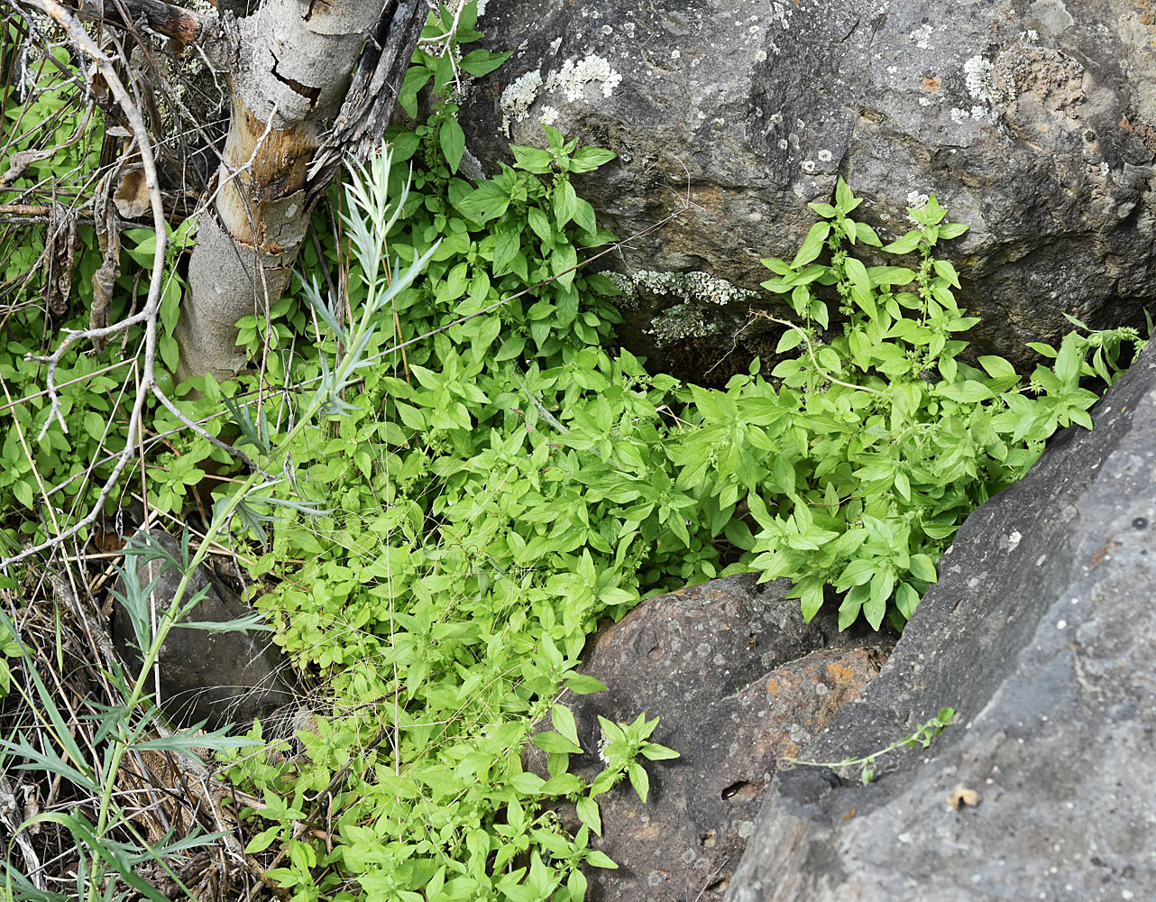 Flora of Eastern Washington Image: Parietaria pensylvanica