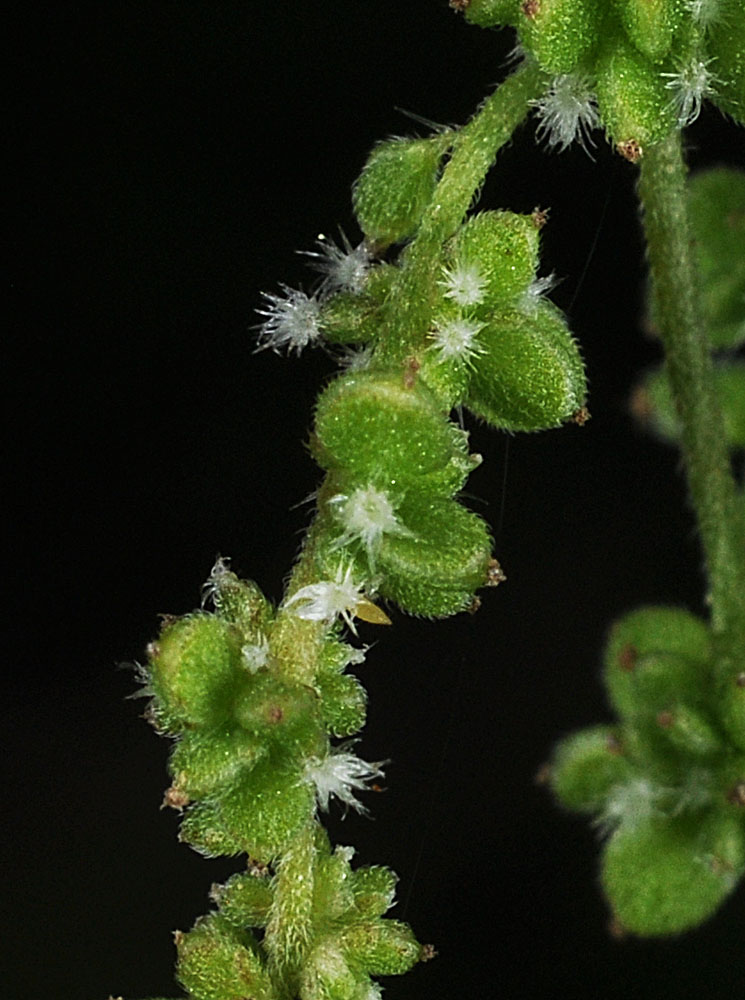 Flora of Eastern Washington Image: Urtica dioica