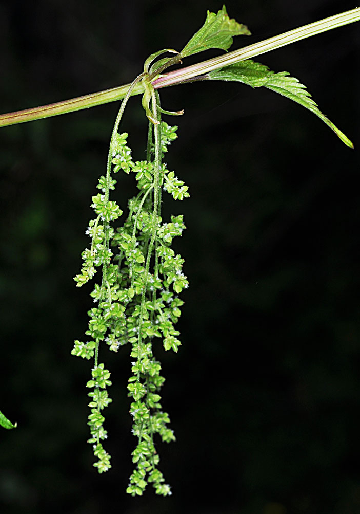 Flora of Eastern Washington Image: Urtica dioica