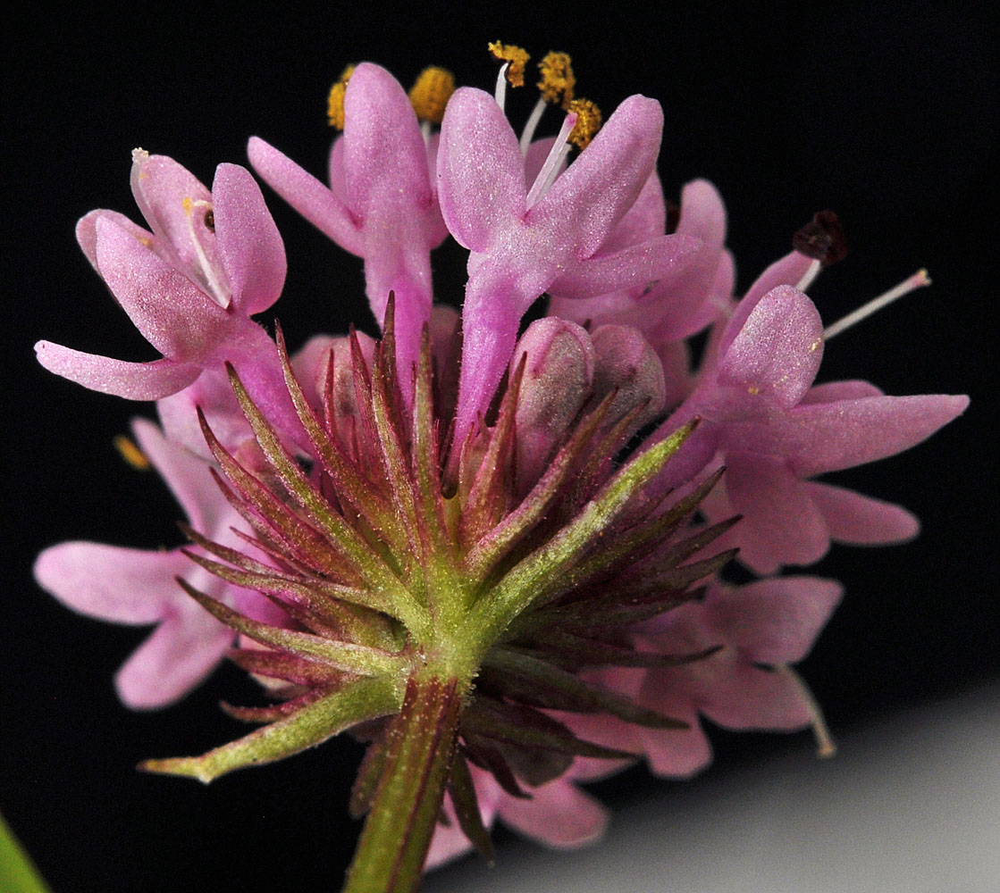 Flora of Eastern Washington Image: Plectritis congesta