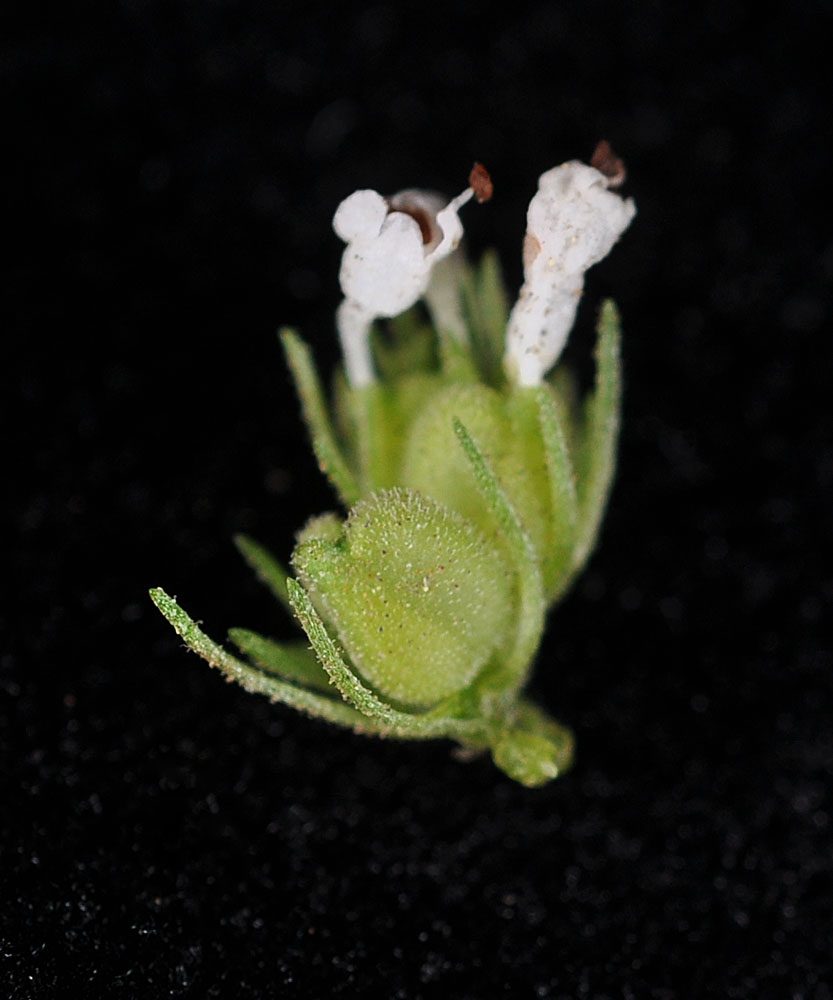 Flora of Eastern Washington Image: Plectritis macrocera