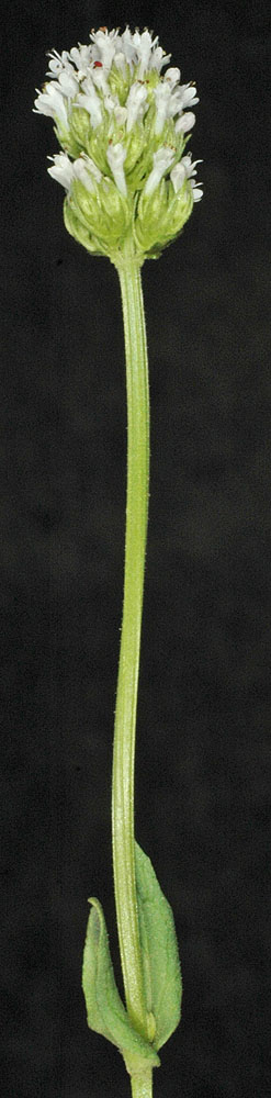 Flora of Eastern Washington Image: Plectritis macrocera