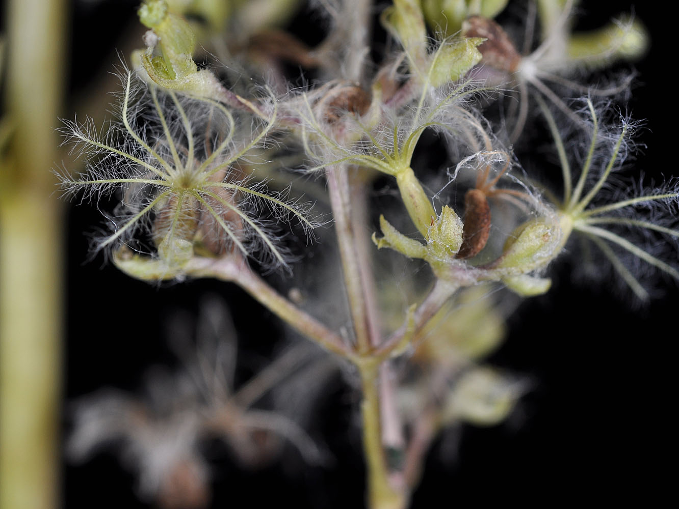 Flora of Eastern Washington Image: Valeriana edulis