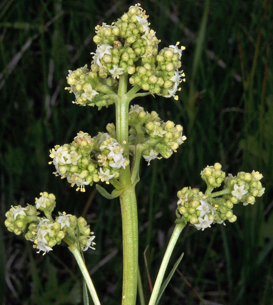 Flora of Eastern Washington Image: Valeriana edulis