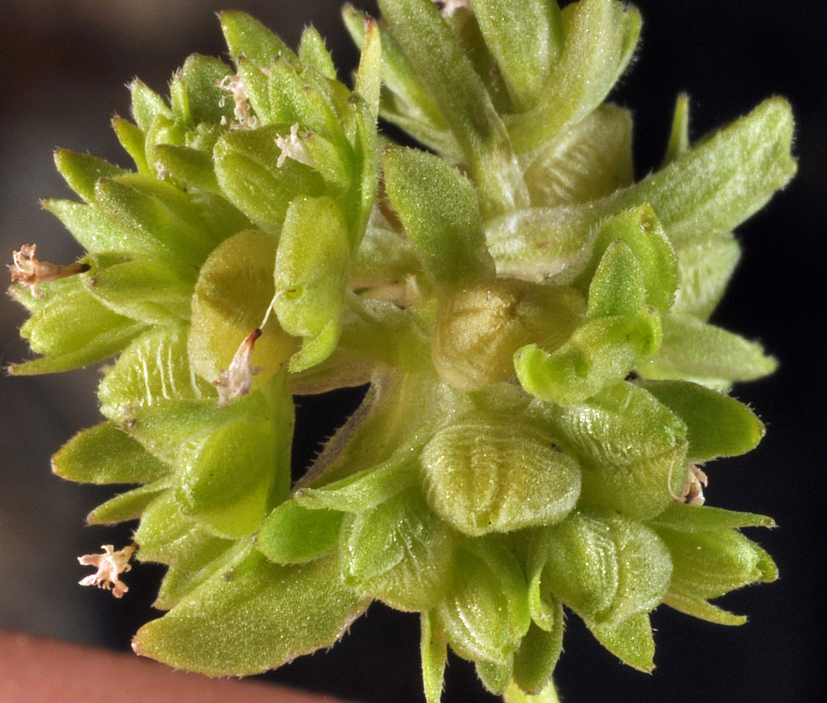 Flora of Eastern Washington Image: Valerianella locusta