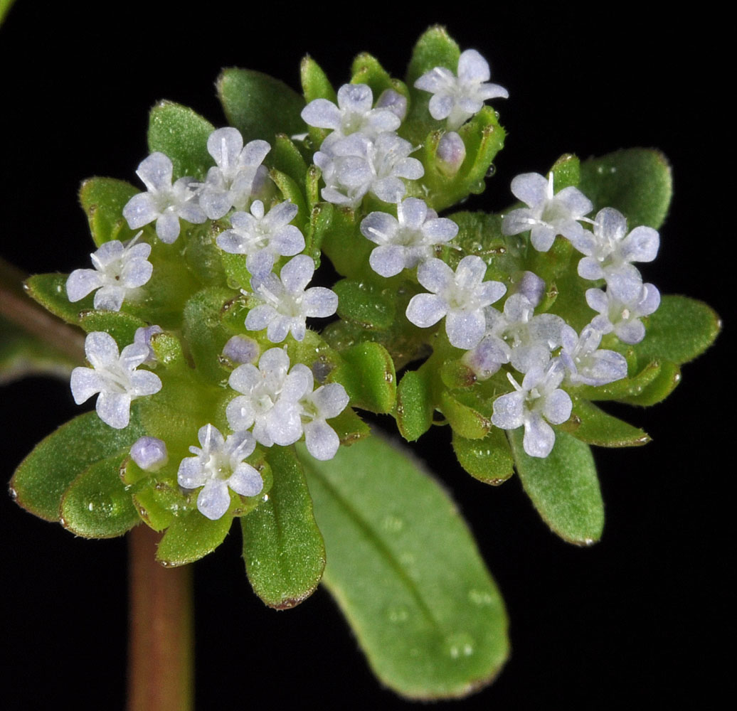 Flora of Eastern Washington Image: Valerianella locusta