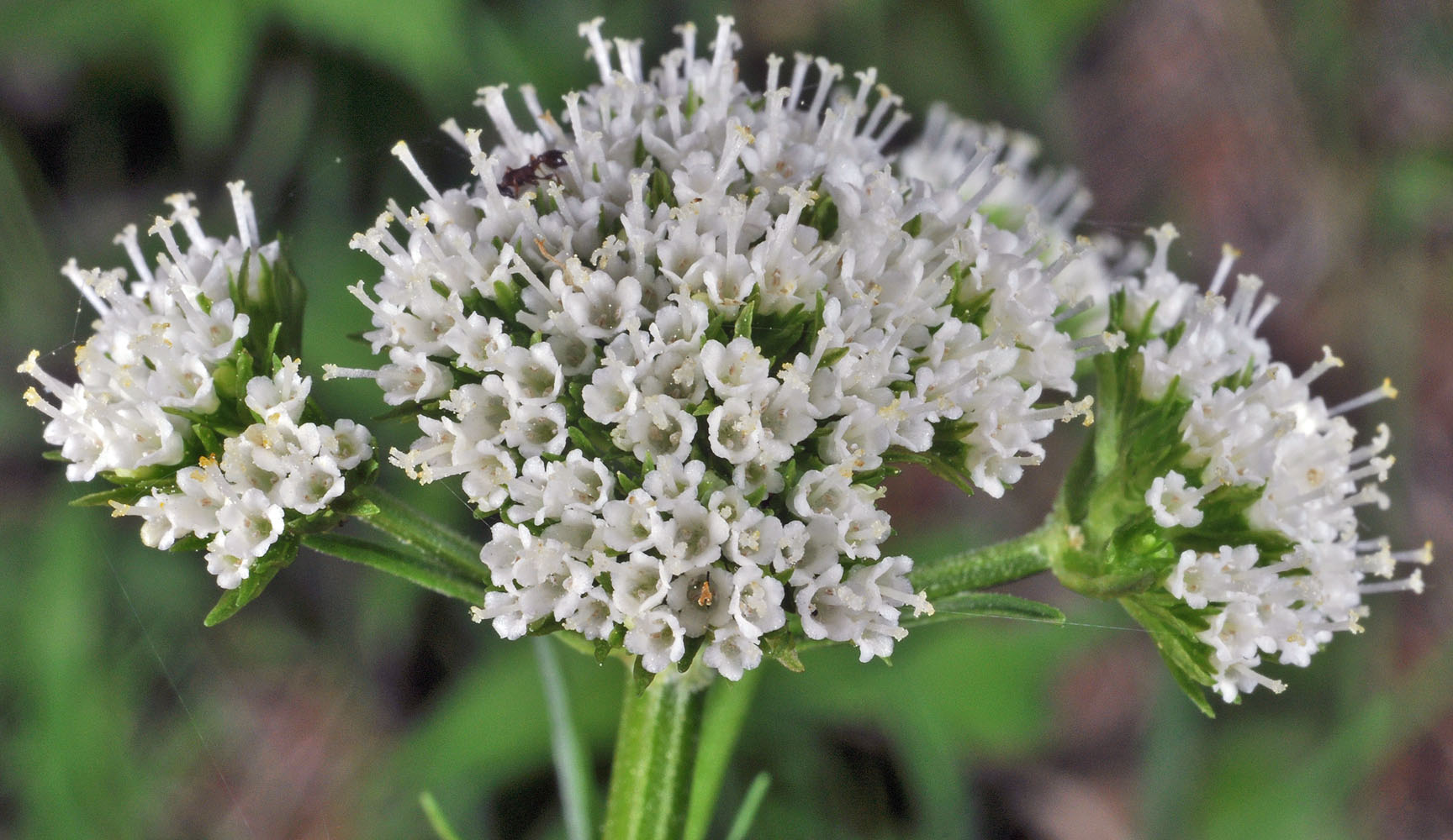 Flora of Eastern Washington Image: Valeriana sitchensis