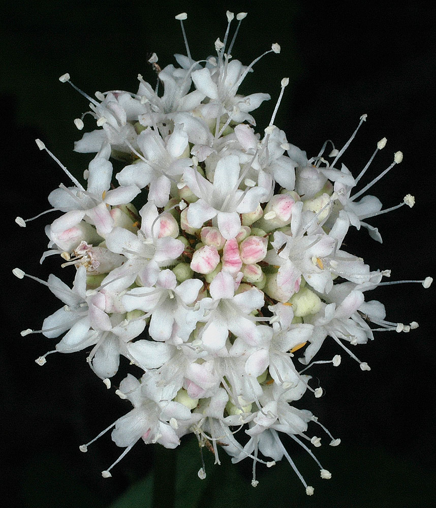 Flora of Eastern Washington Image: Valeriana sitchensis