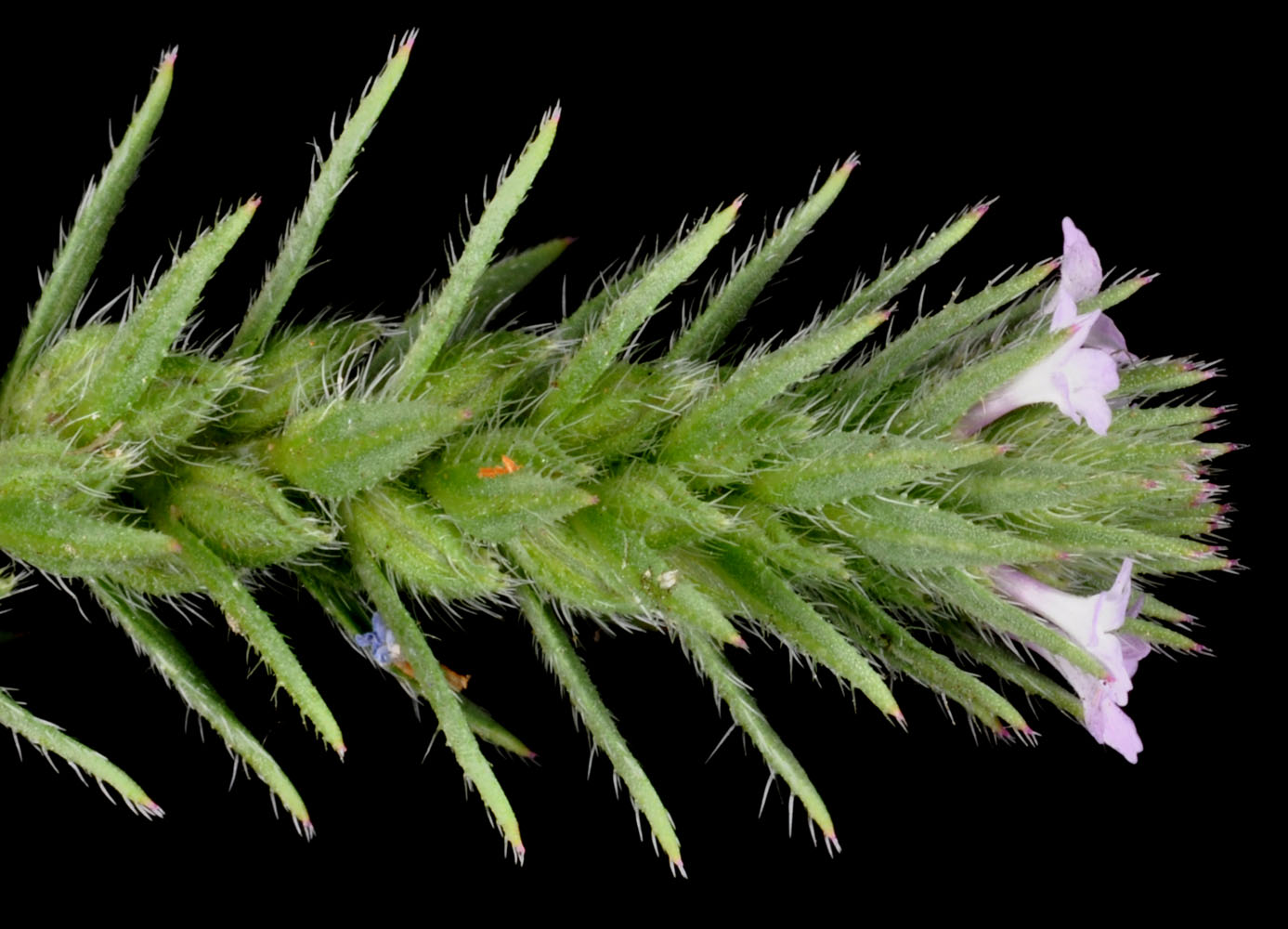 Flora of Eastern Washington Image: Verbena bracteata
