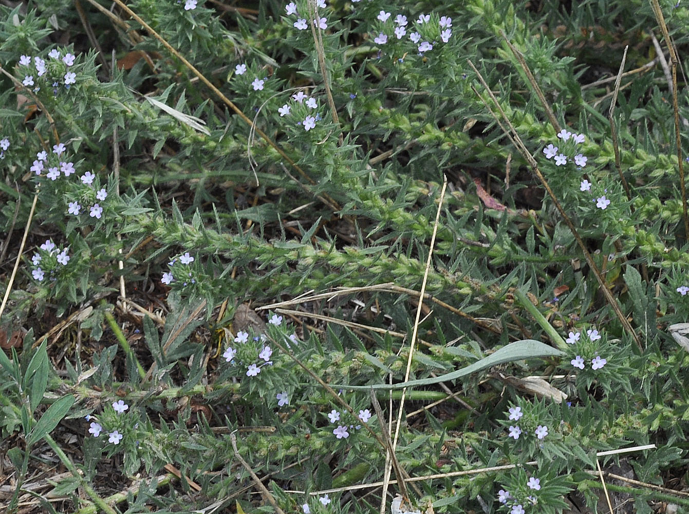 Flora of Eastern Washington Image: Verbena bracteata
