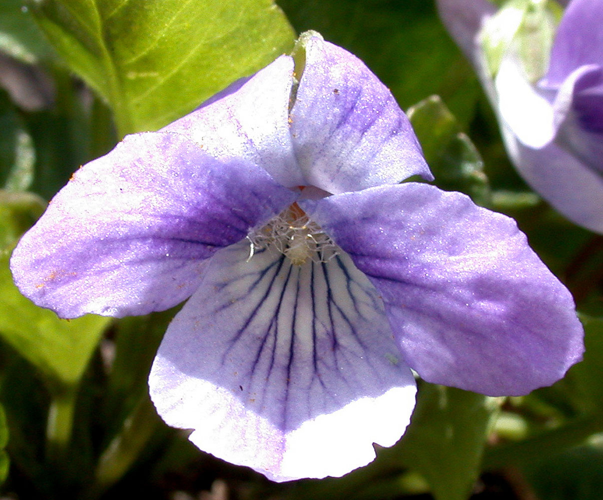 Flora of Eastern Washington Image: Viola adunca