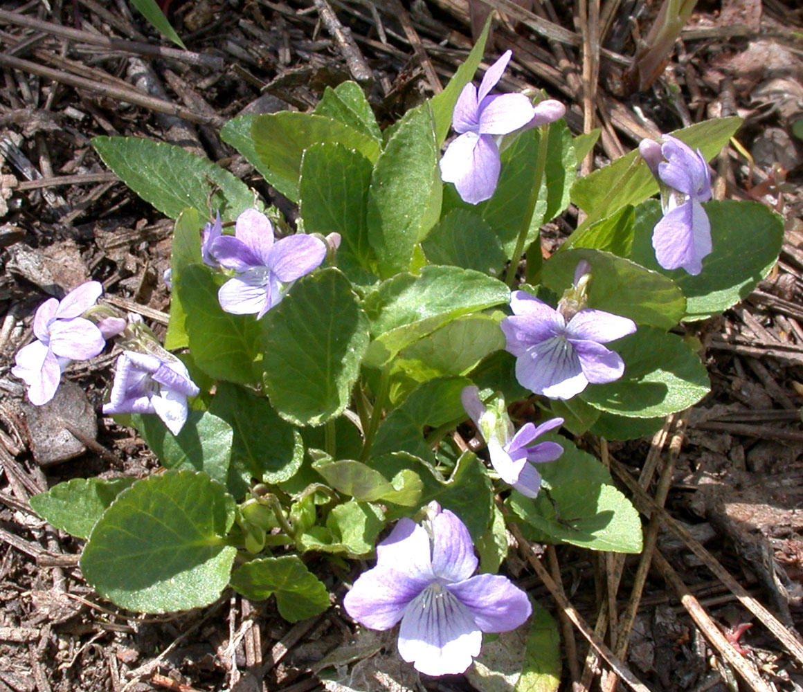 Flora of Eastern Washington Image: Viola adunca