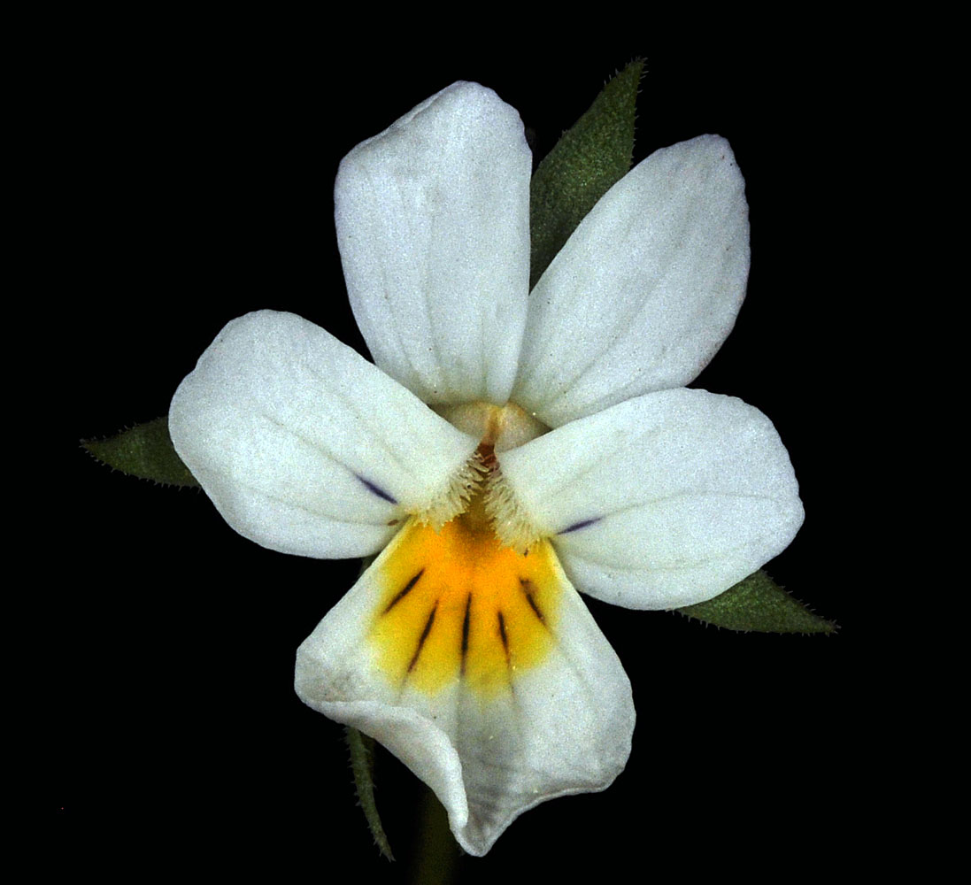 Flora of Eastern Washington Image: Viola arvensis