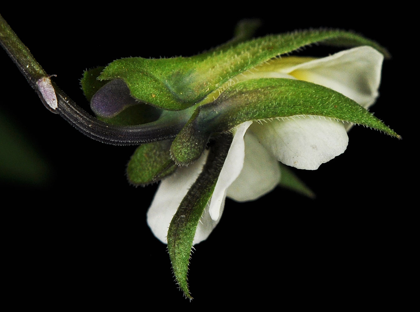 Flora of Eastern Washington Image: Viola arvensis