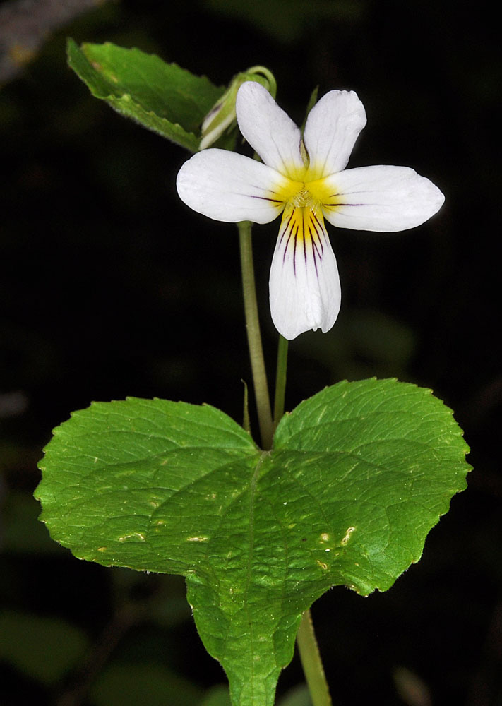 Flora of Eastern Washington Image: Viola canadensis