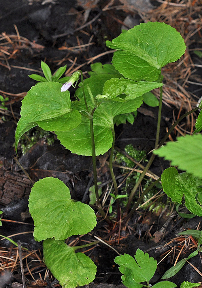 Flora of Eastern Washington Image: Viola canadensis