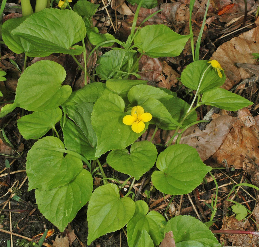 Flora of Eastern Washington Image: Viola glabella