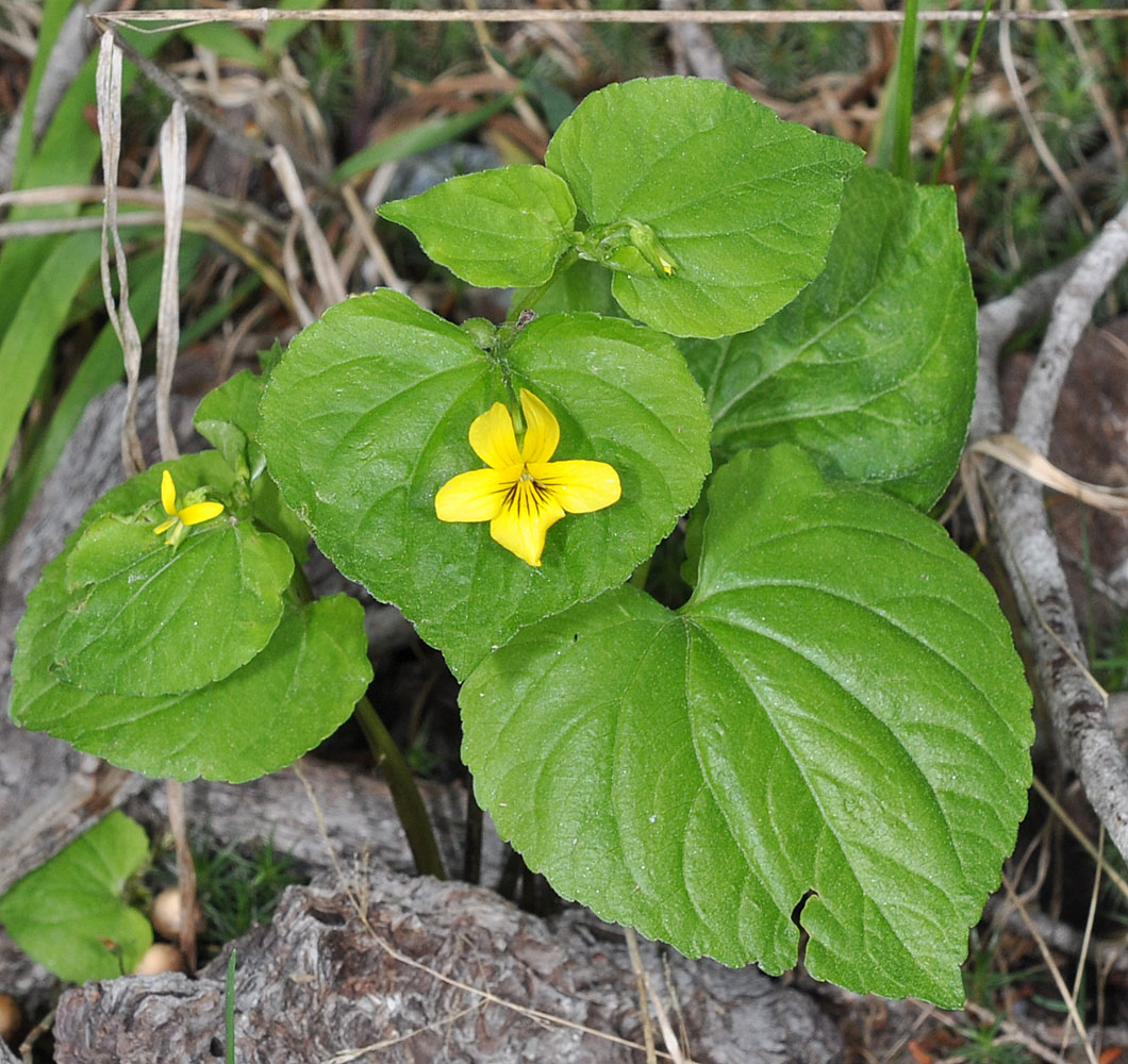 Flora of Eastern Washington Image: Viola glabella