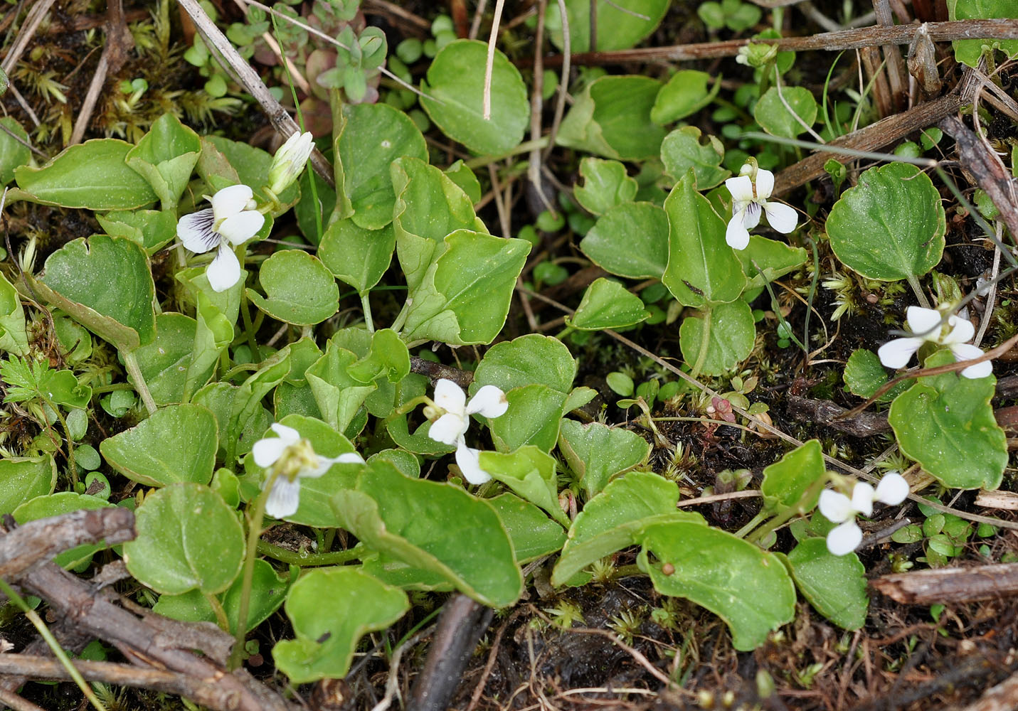 Flora of Eastern Washington Image: Viola macloskeyi