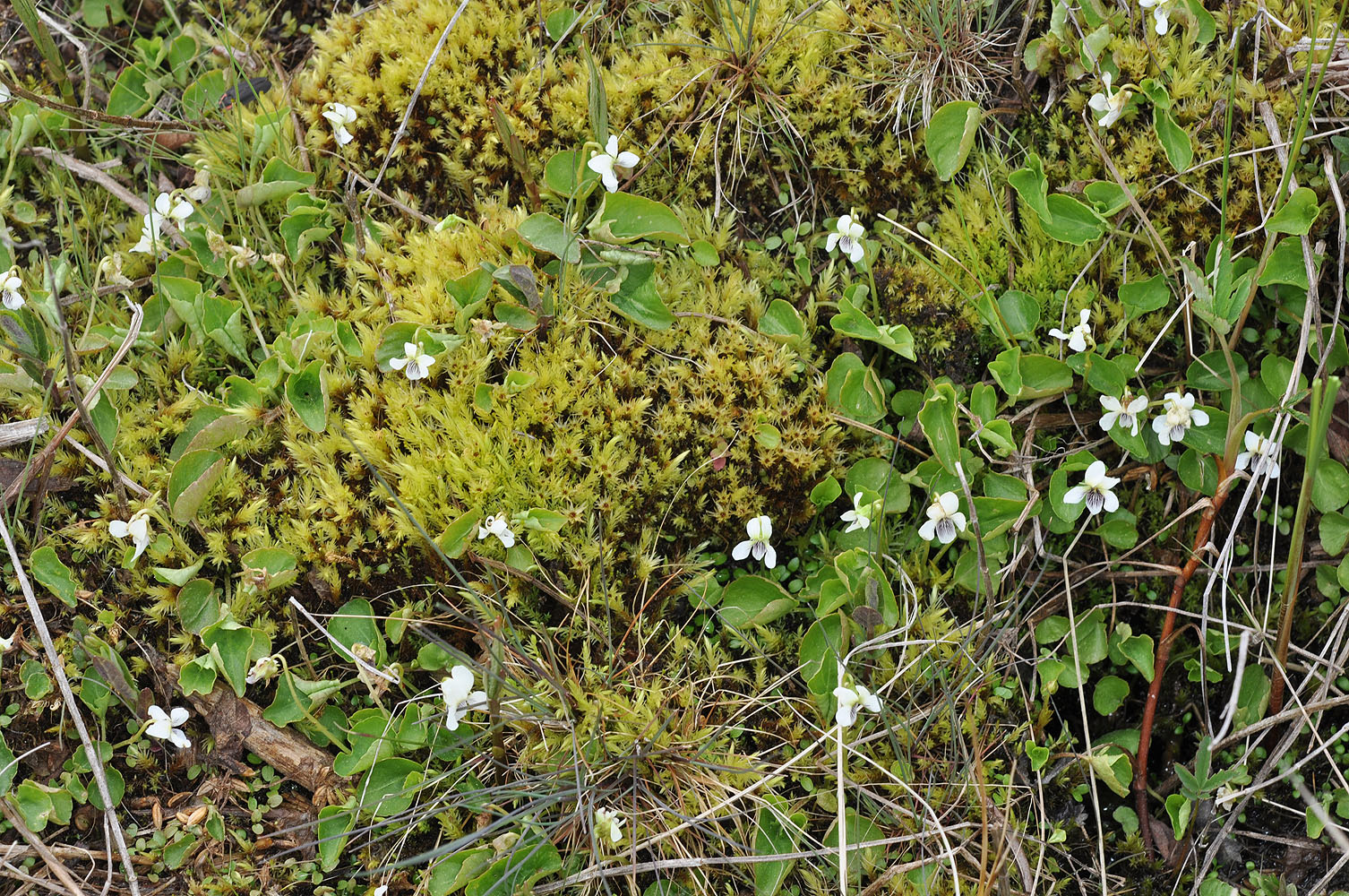 Flora of Eastern Washington Image: Viola macloskeyi