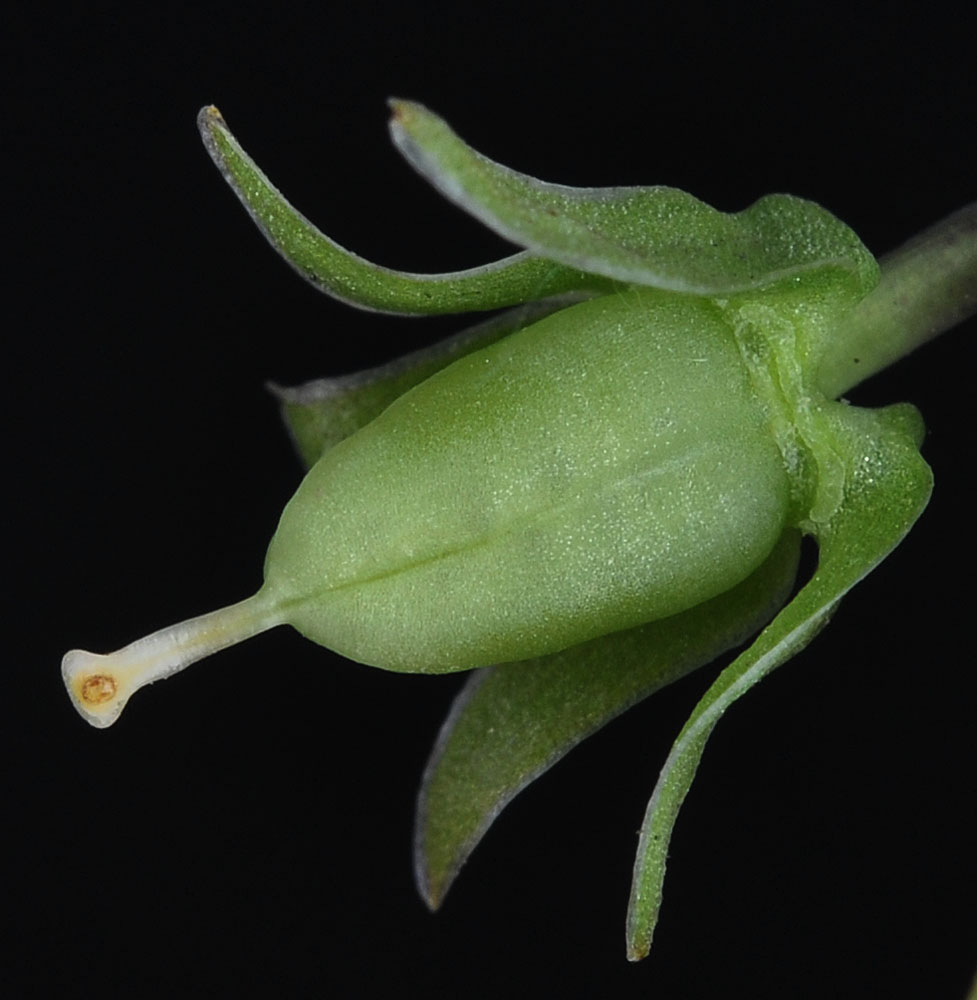 Flora of Eastern Washington Image: Viola nephrophylla