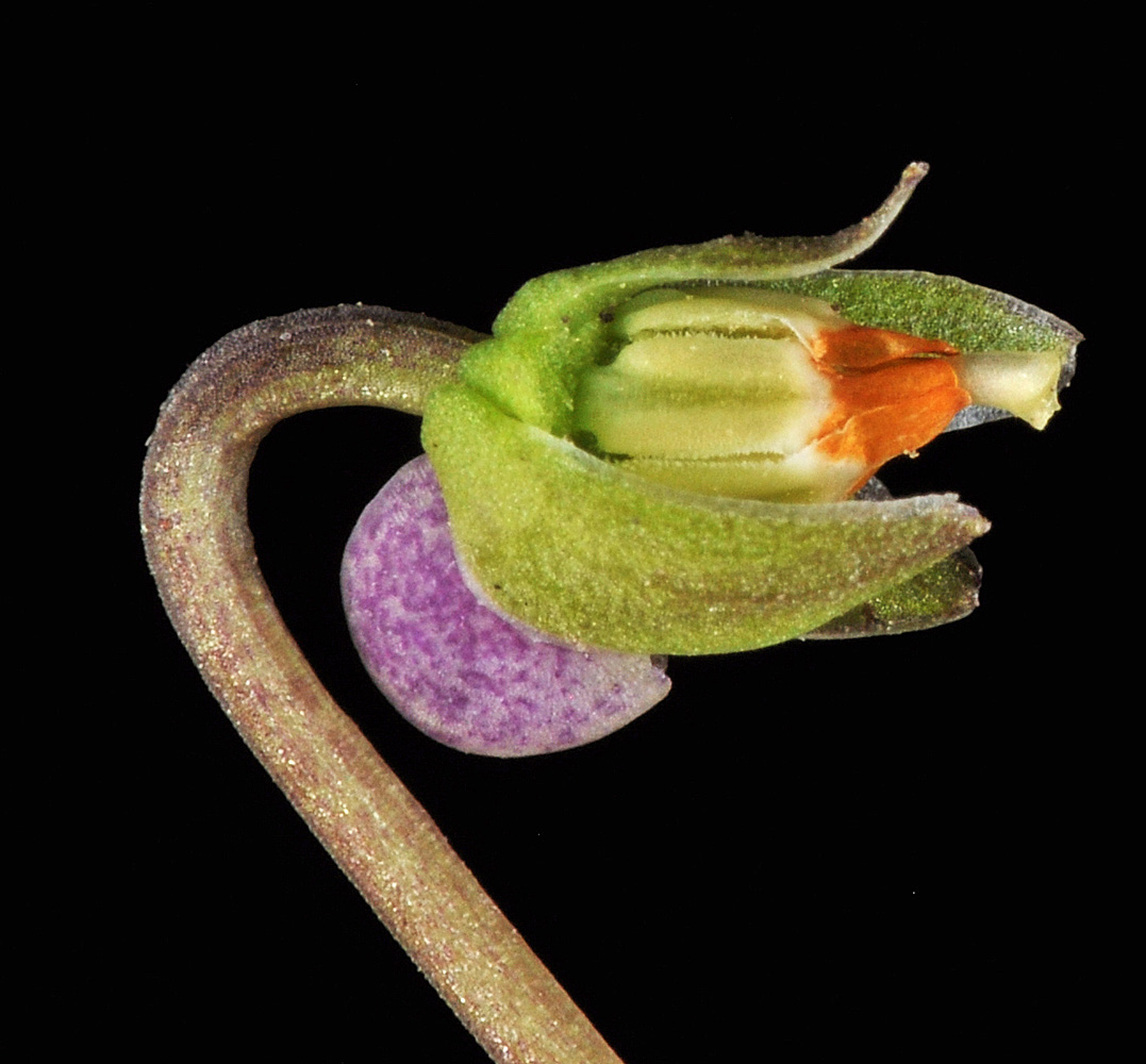 Flora of Eastern Washington Image: Viola nephrophylla