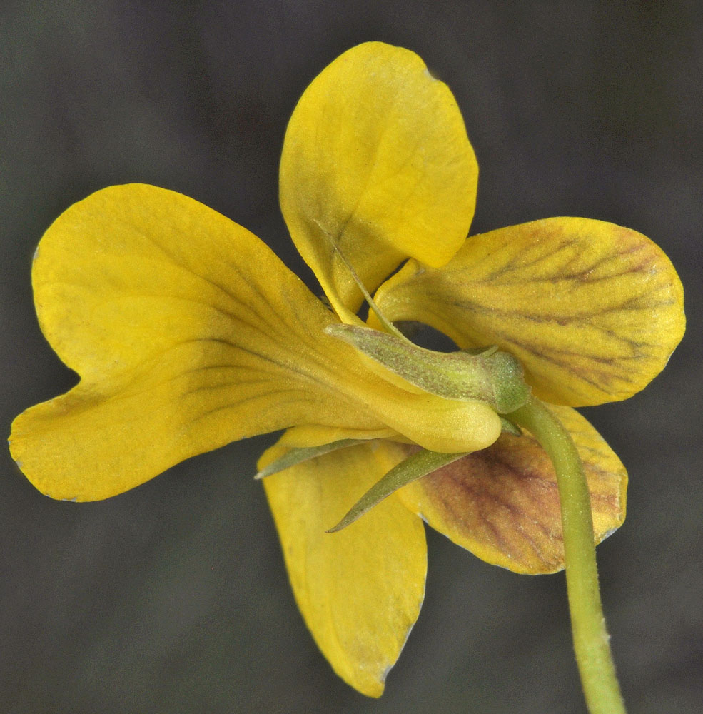 Flora of Eastern Washington Image: Viola nuttallii