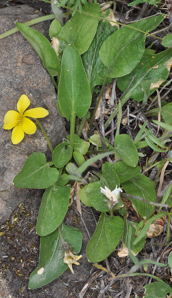 Flora of Eastern Washington Image: Viola nuttallii