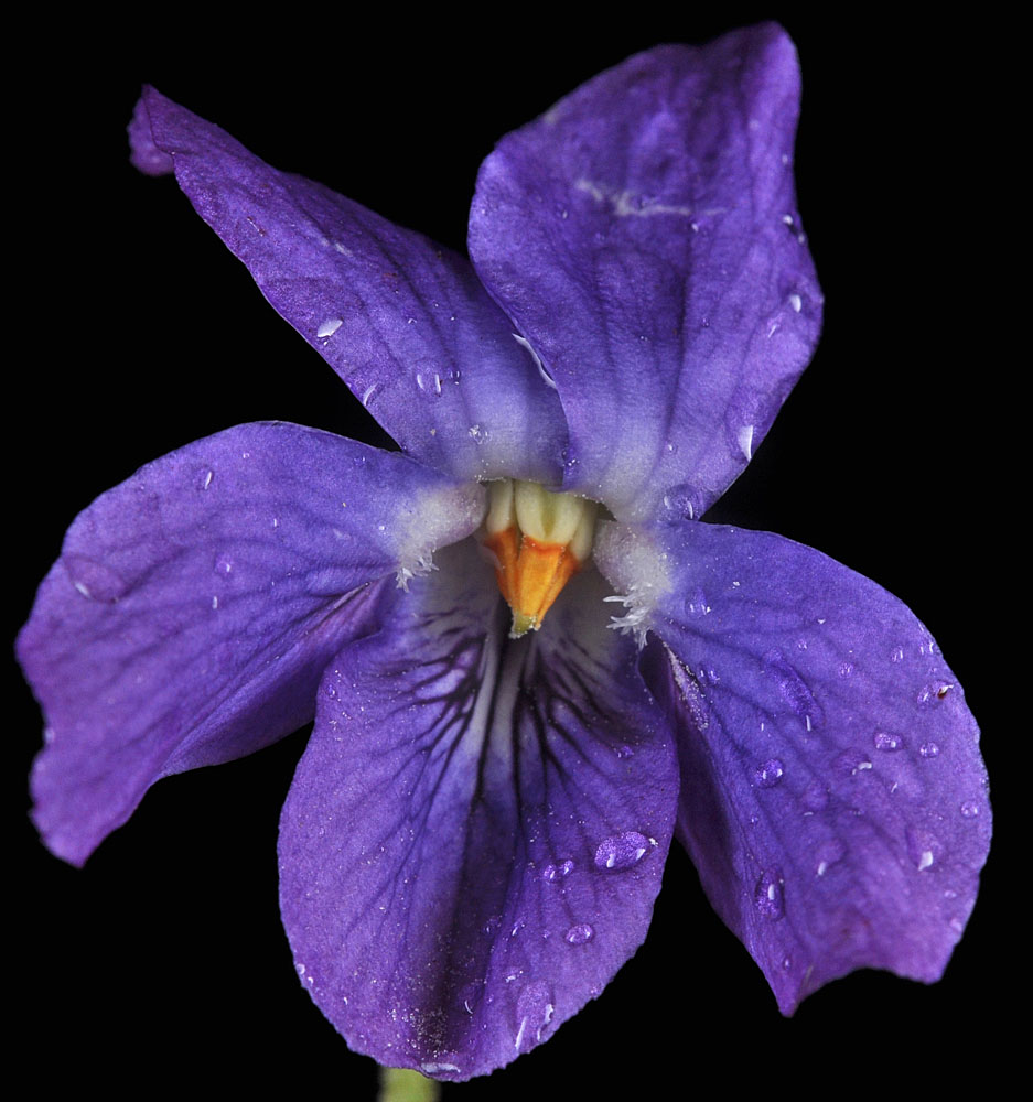 Flora of Eastern Washington Image: Viola odorata