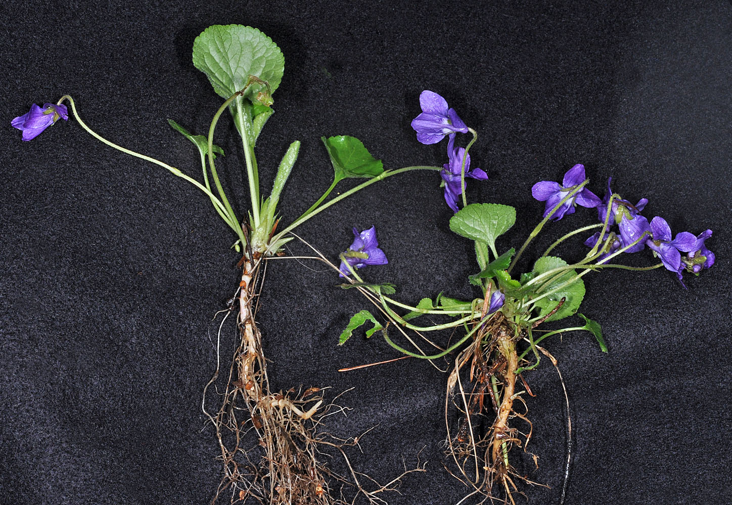 Flora of Eastern Washington Image: Viola odorata