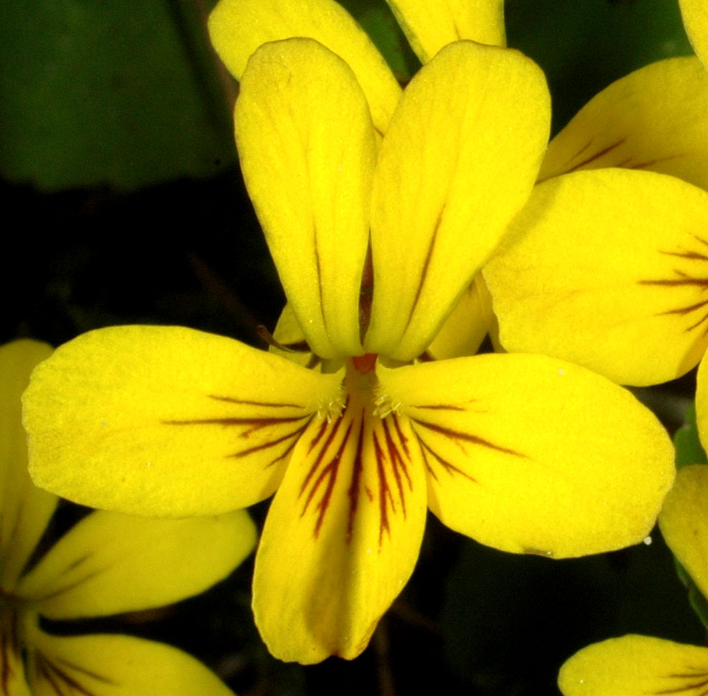 Flora of Eastern Washington Image: Viola orbiculata
